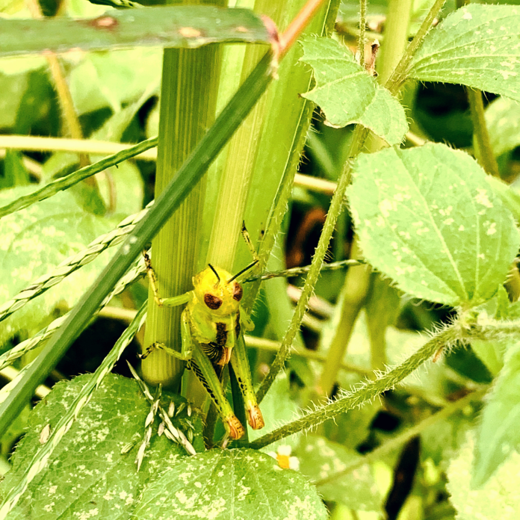 Green foliage disguises a grasshopper
